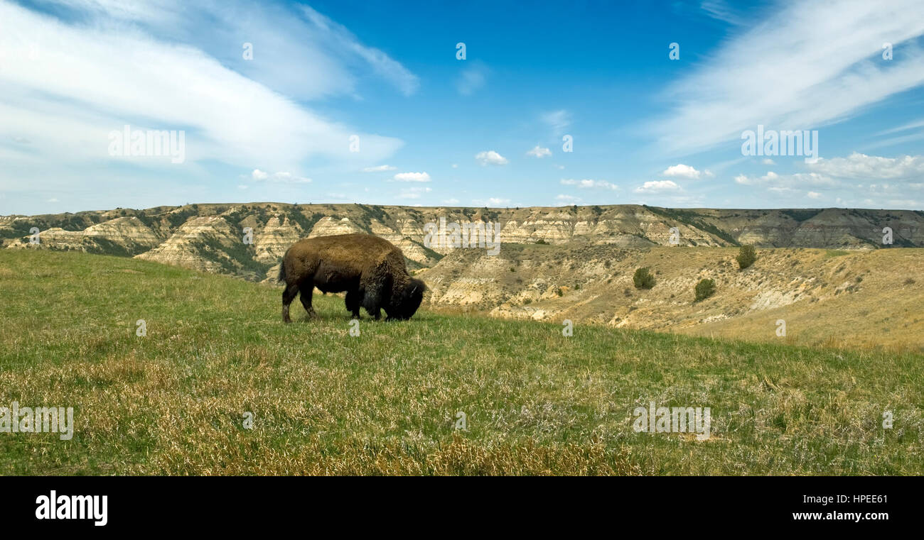 North American bison le pâturage dans les badlands du Parc National Theodore Roosevelt, Dakota du Nord, USA. Banque D'Images