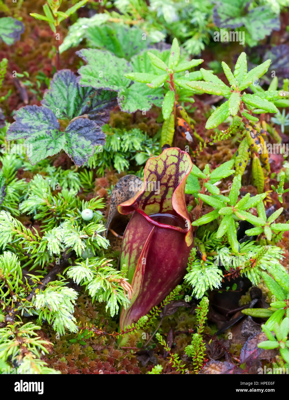 Un seul sarracénie pourpre (Sarracenia purpurea) dans la nature. Banque D'Images