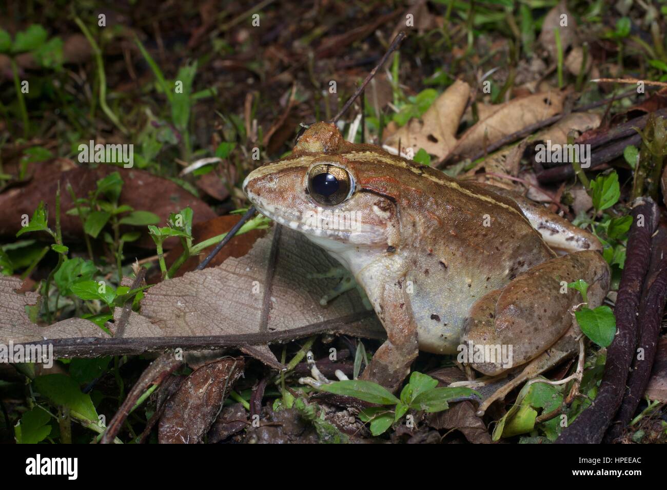 Un Malesian Limnonectes malesianus (grenouille) dans la forêt pluviale la nuit dans Fraser's Hill, Pahang, Malaisie Banque D'Images