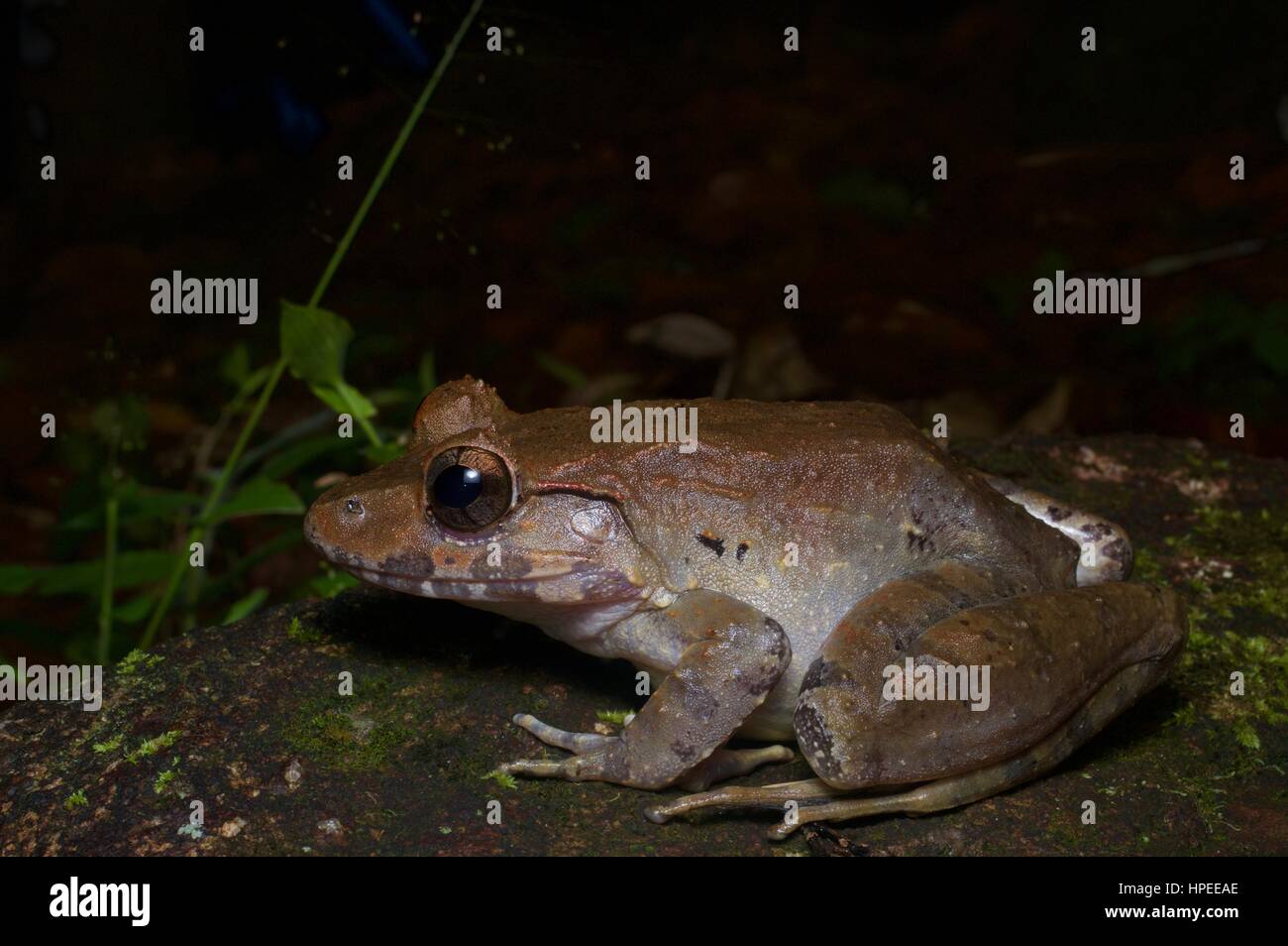 Un Malesian Limnonectes malesianus (grenouille) dans la forêt pluviale la nuit dans Fraser's Hill, Pahang, Malaisie Banque D'Images