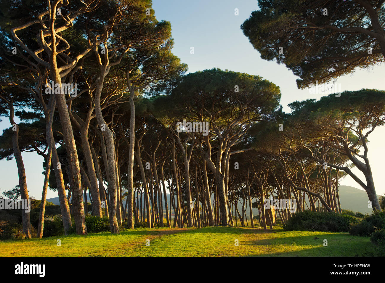 Groupe d'arbres de pin maritime. Baratti, la Maremme, Piombino, Toscane, Italie. Banque D'Images