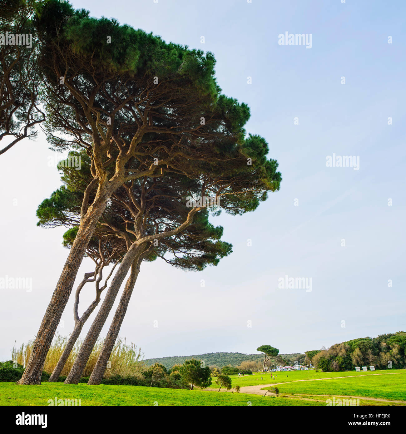 Groupe d'arbres de pin maritime. Baratti, la Maremme, Piombino, Toscane, Italie. Banque D'Images