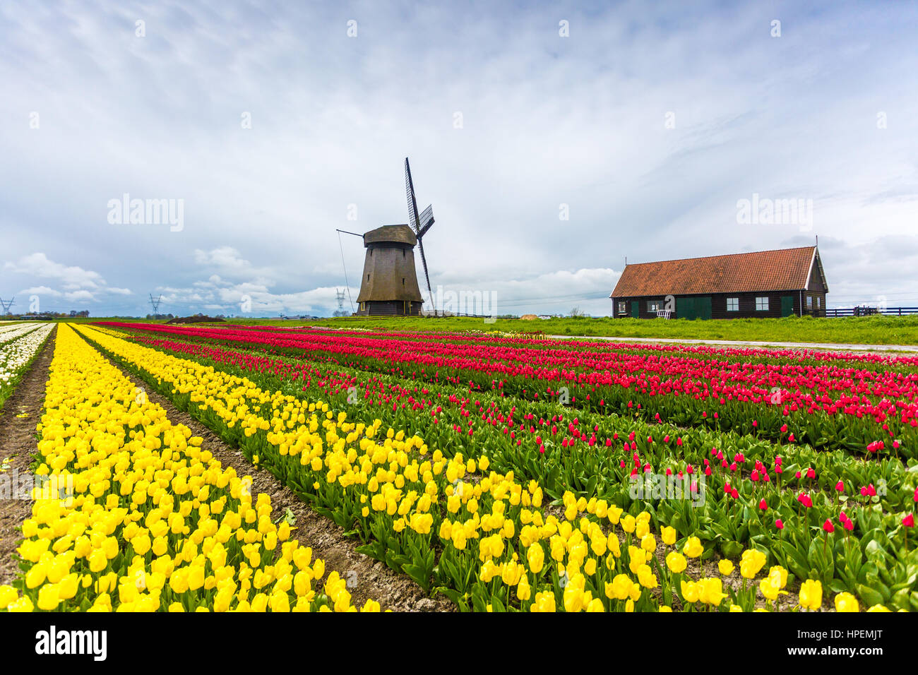 Les moulins à vent et les champs de tulipes plein de fleurs aux Pays-Bas Banque D'Images