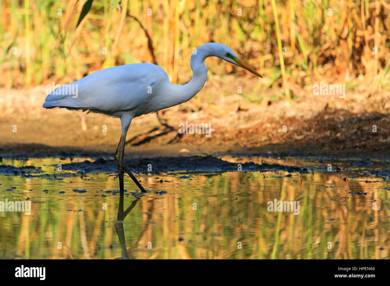 Grand héron blanc des couleurs de l'automne, long cou, bec jaune, oiseau sauvage, grand oiseau blanc, Banque D'Images