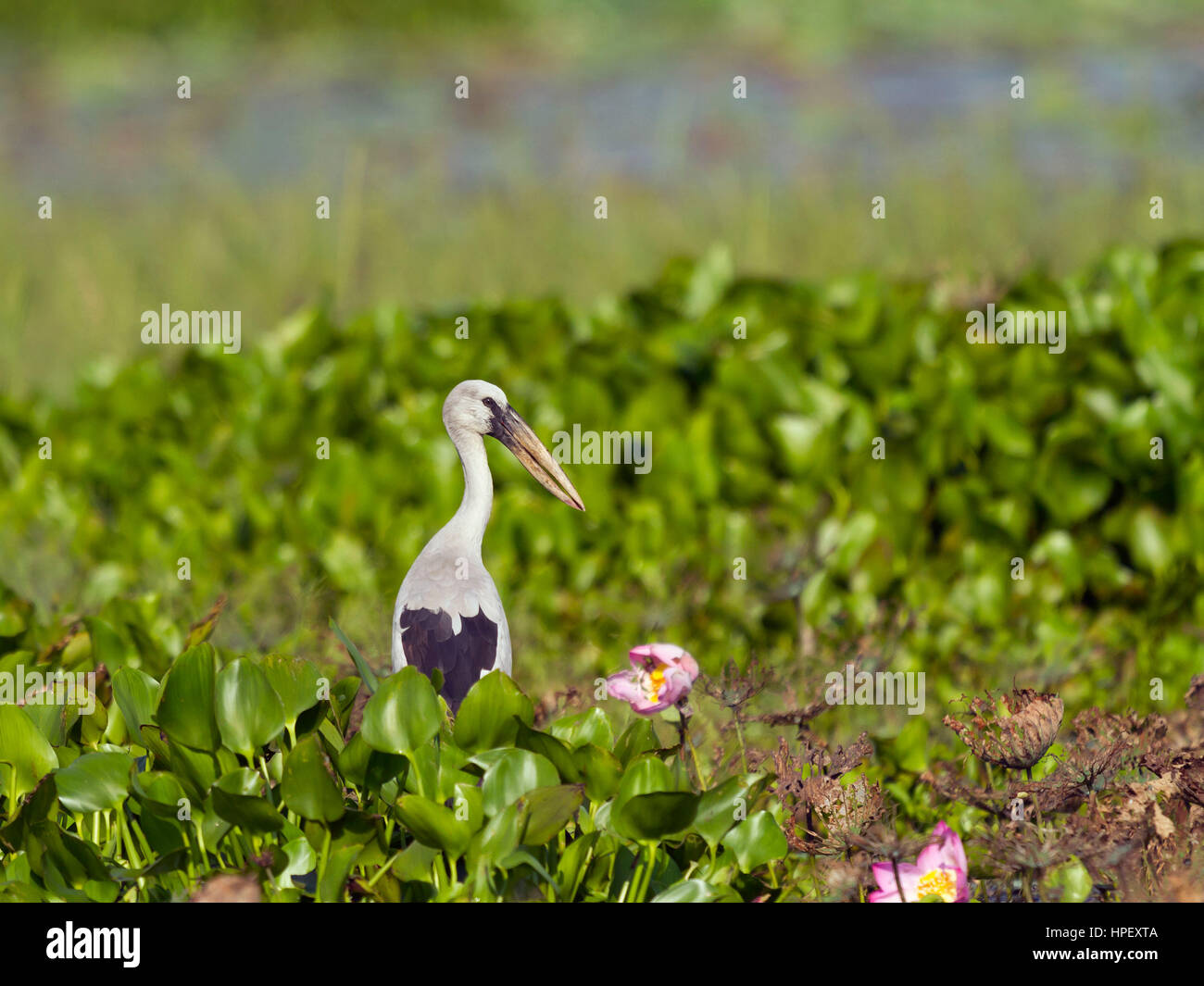 Asian Openbill Anastomus lotus entre oscitante, Mae Wong, Parc National de Kamphaeng Phet, Thaïlande Banque D'Images