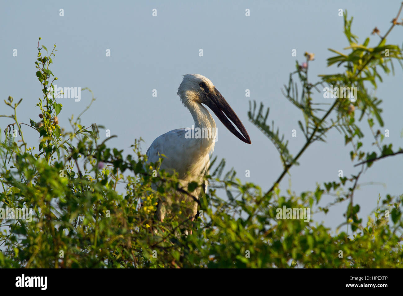 Asian Openbill Anastomus, oscitante, Mae Wong, Parc National de Kamphaeng Phet, Thaïlande Banque D'Images