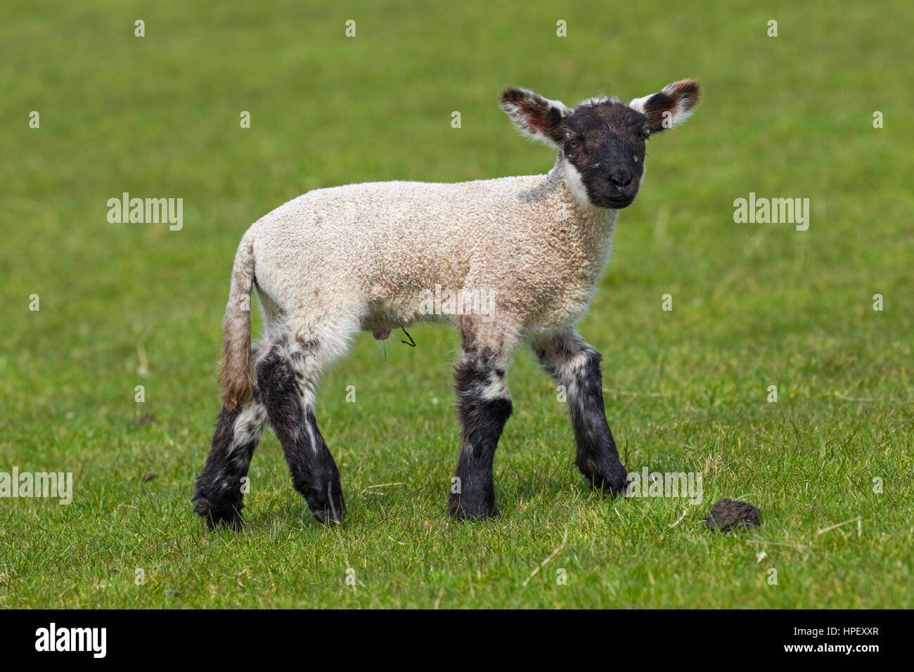 Le noir et blanc mouton domestique agneau dans un pré, Frise du Nord, Schleswig-Holstein, Allemagne Banque D'Images