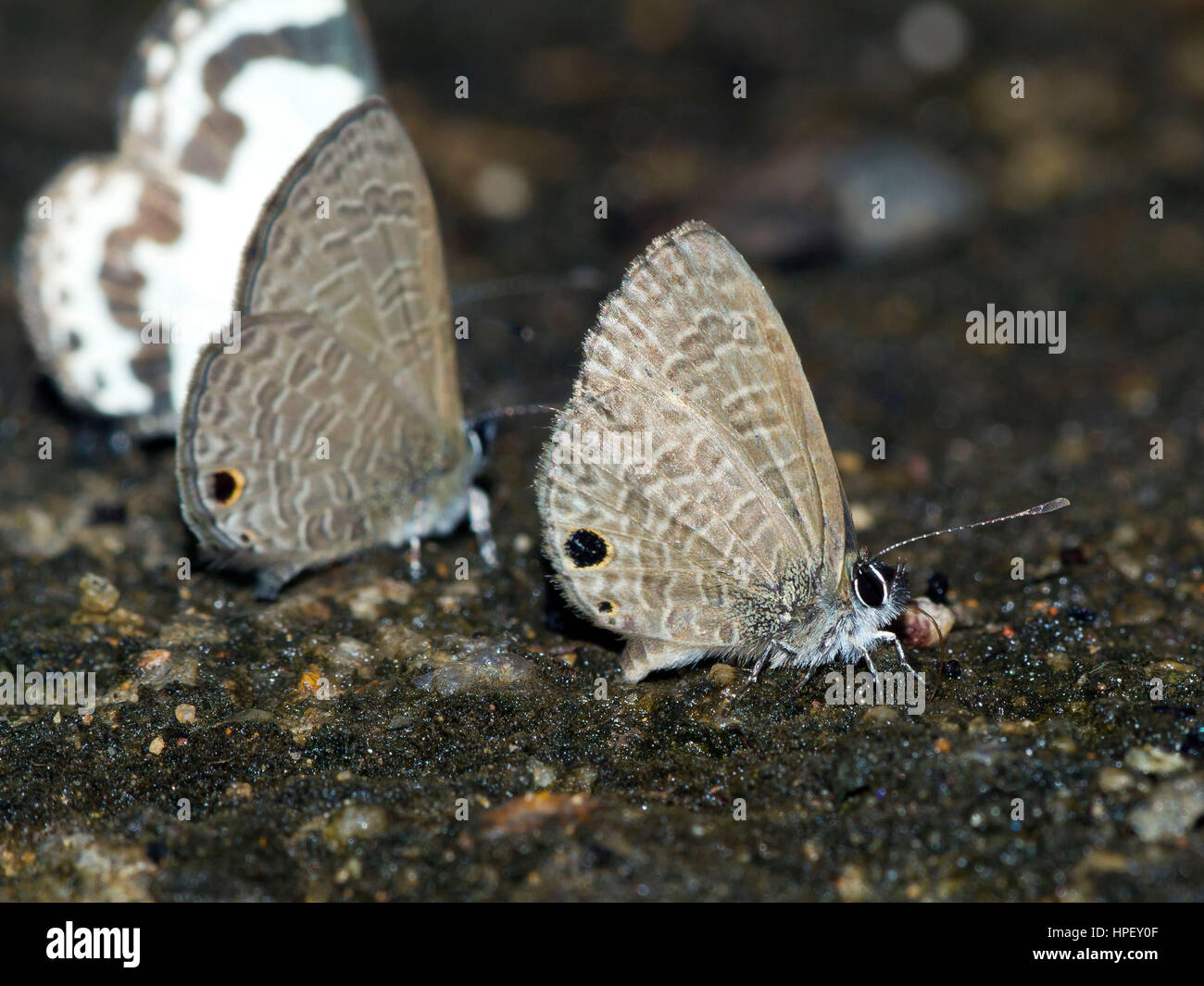 Zebra Blue commun, Leptotes pirithous, Kaeng Krachan, Petchaburi, Thaïlande Banque D'Images