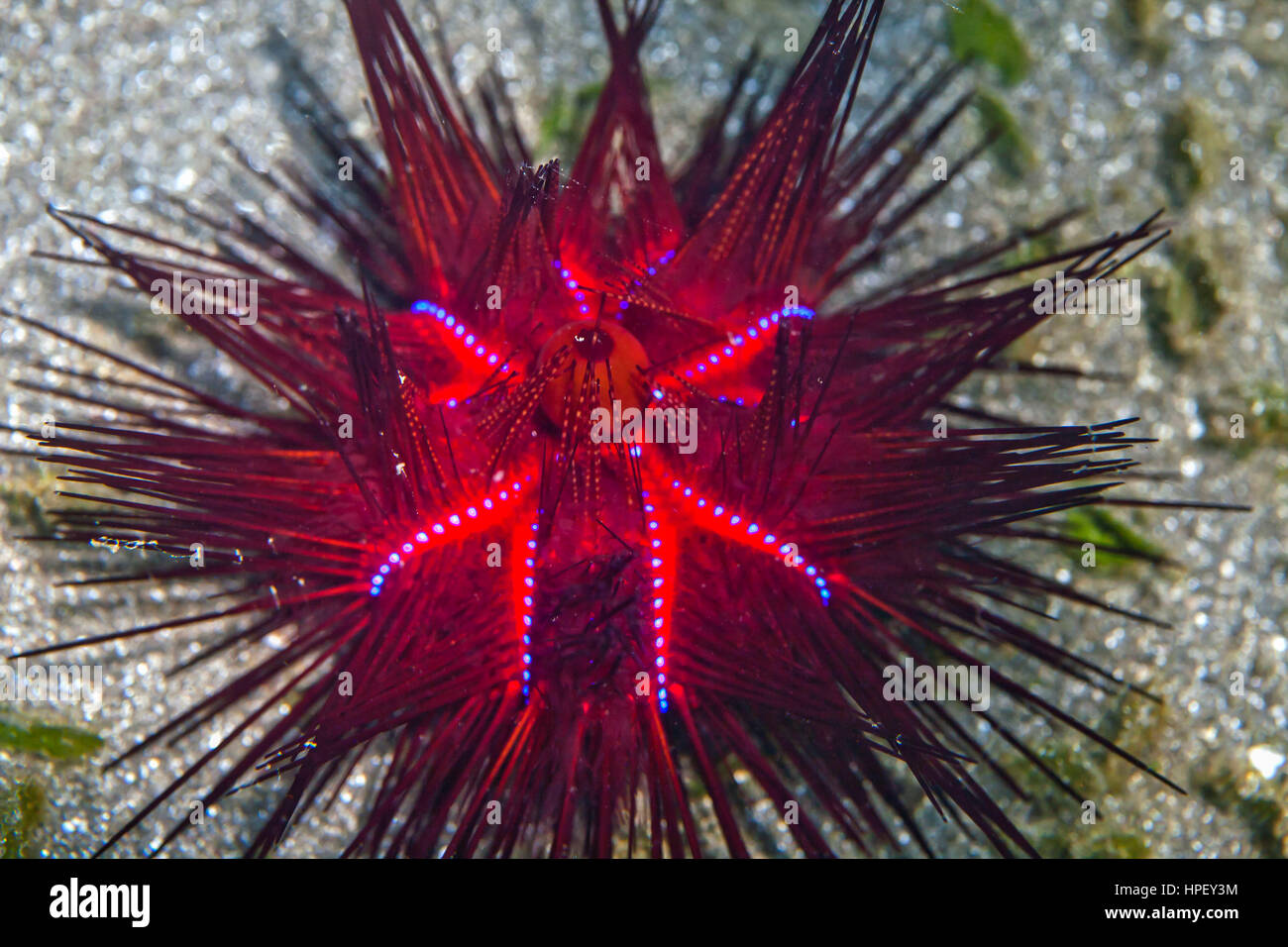 L'oursin Astropyga radiata, incendie, Secret Bay, Bali, Indonésie Banque D'Images