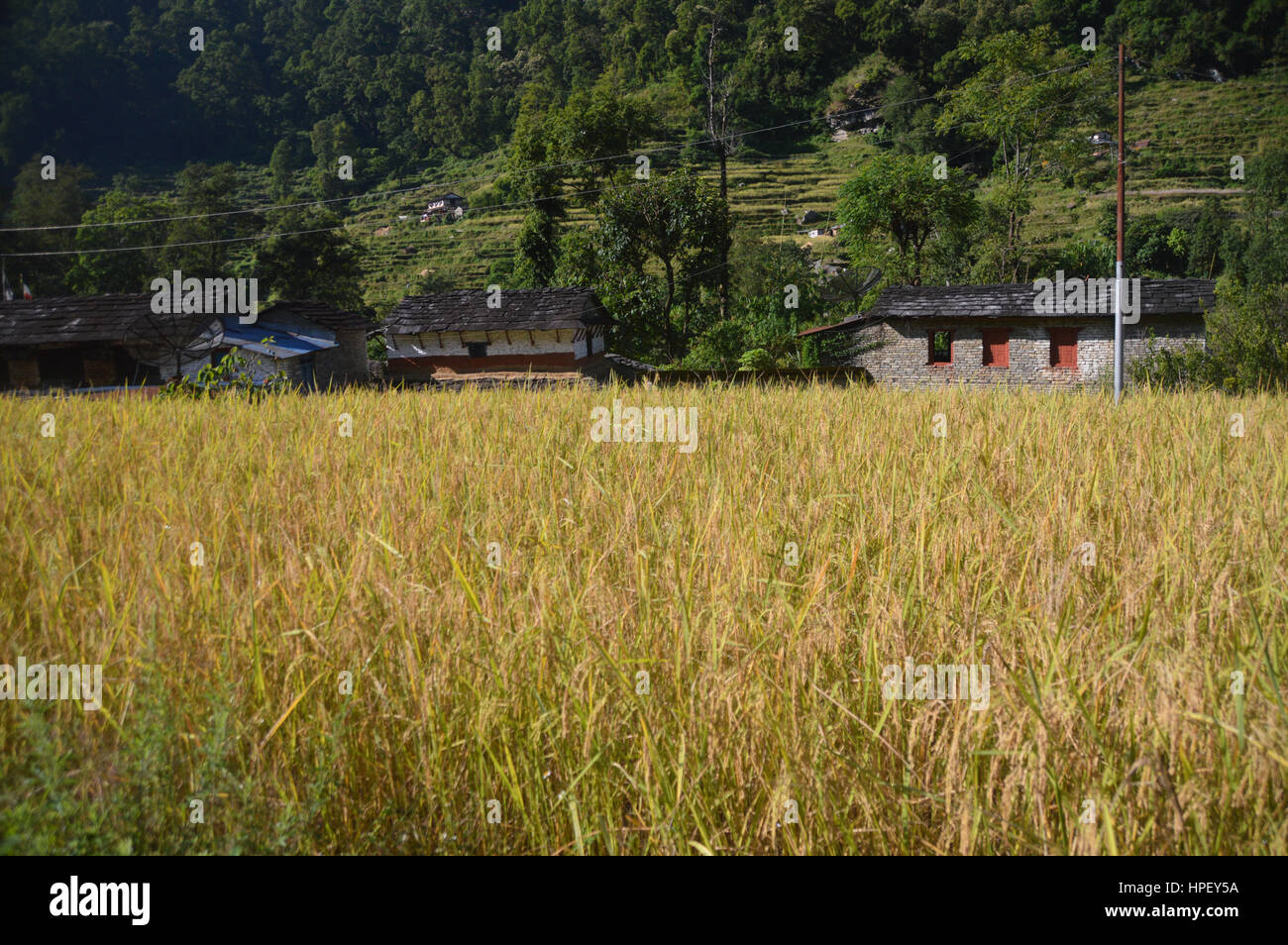 La culture du riz dans la zone Prêt pour la récolte, près du village de Birethanti dans le sanctuaire de l'Annapurna, Himalaya, Népal, Asie Banque D'Images
