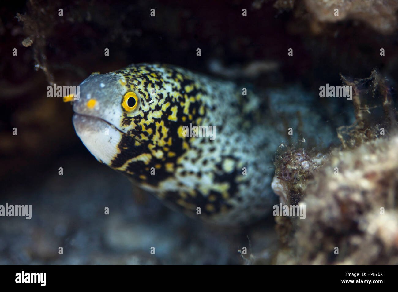 Moray assombries, Echidna nebulosa, Bali, l'Asie Banque D'Images