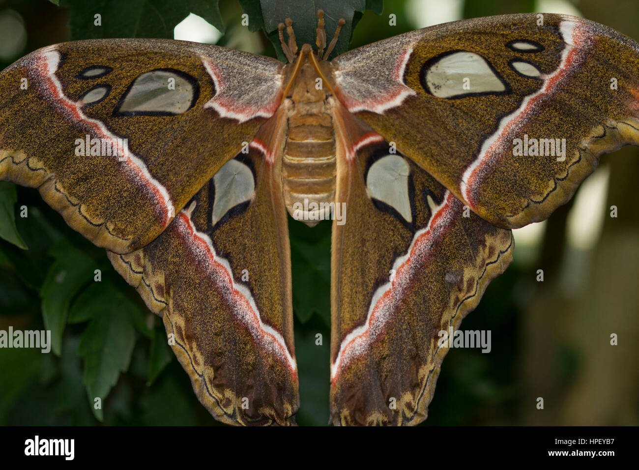 Papillon Attacus Atlas, Atlas dans dans la maison des papillons à l'île de Mainau, Allemagne Banque D'Images