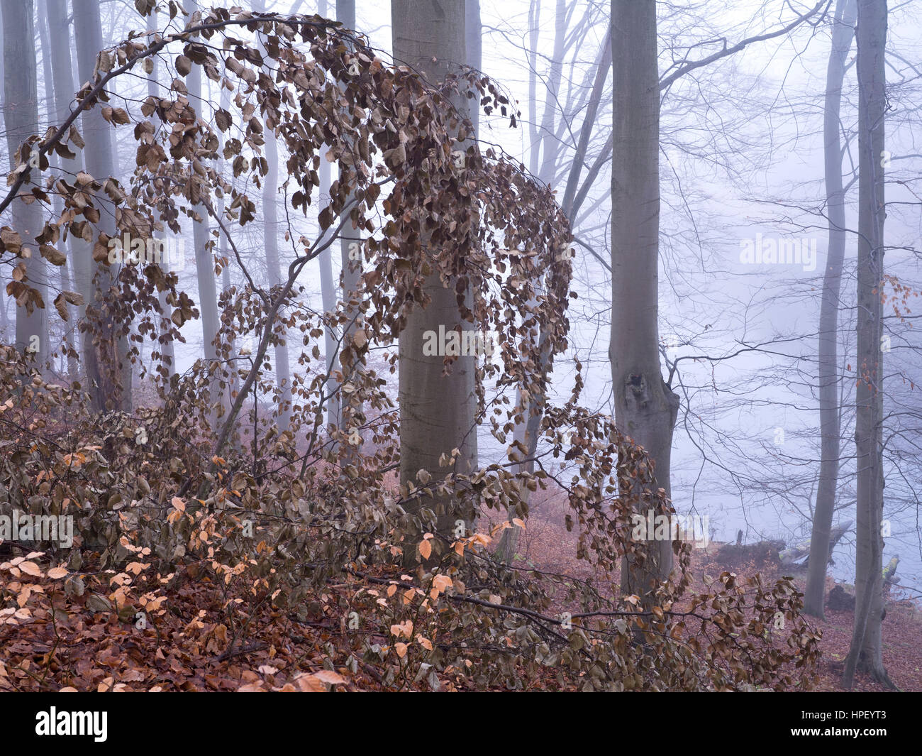 Allemagne, Brandebourg, forêt de hêtres, Grumsin - UNESCO World Heritage site naturel des forêts de hêtre européen, l'humeur brumeuse à Buchenwald, automne Banque D'Images