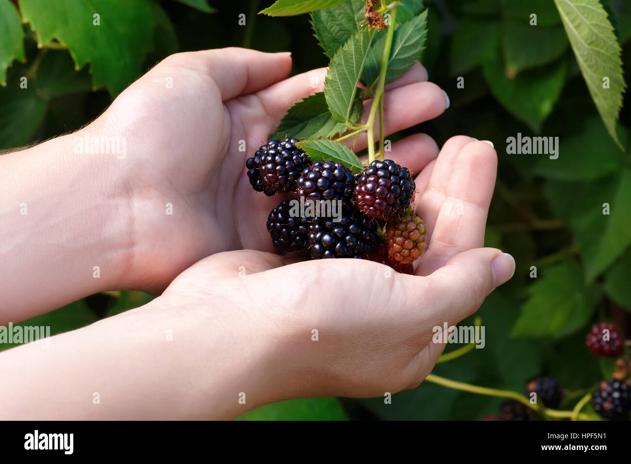 Et Mûres Mûres non mûr pousse sur le bush. Bouquet de mûre. Arrière-plan de petits fruits. Les mains tiennent des mûres. La récolte de blackberry Banque D'Images