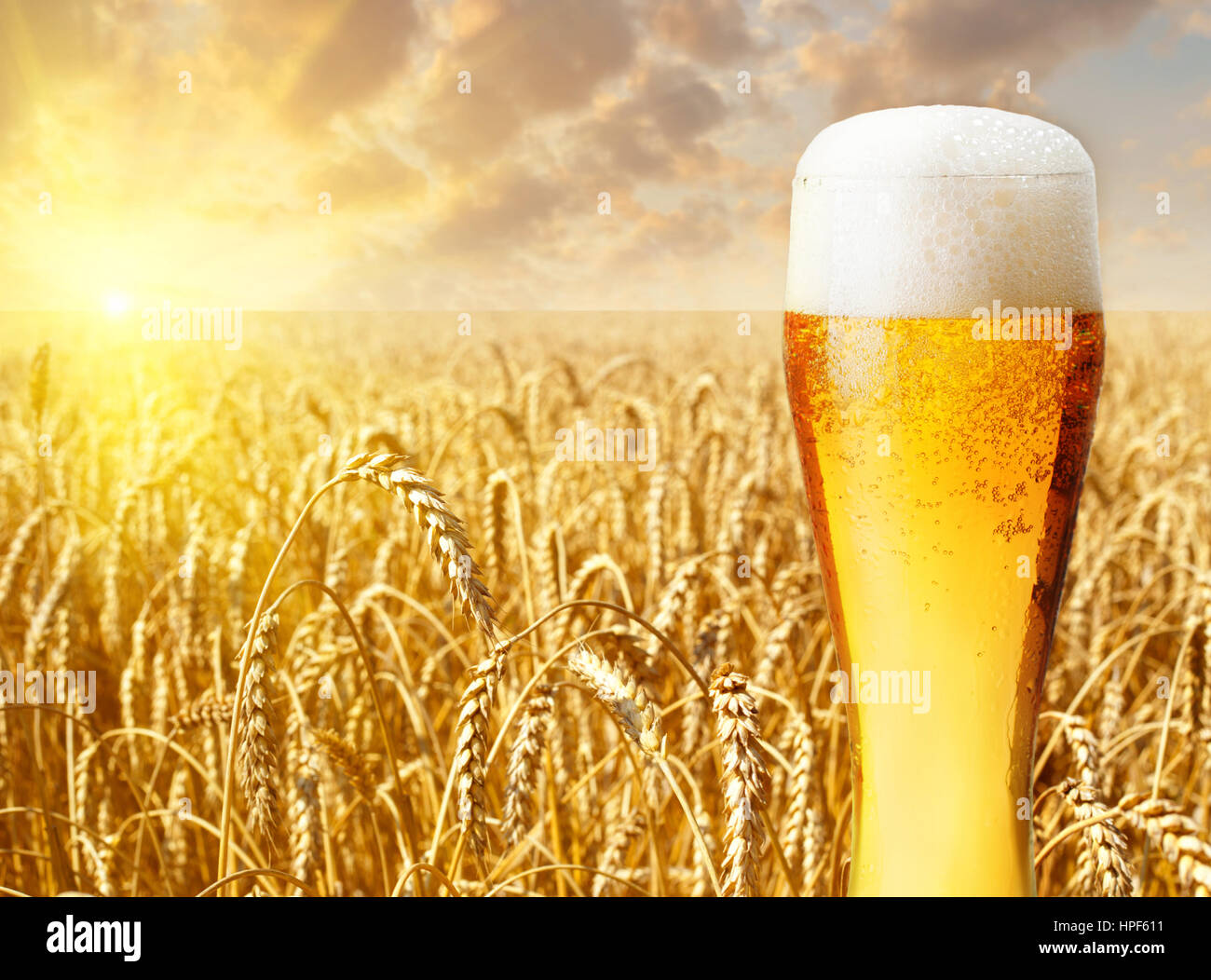 Verre de bière contre champ de blé et le coucher du soleil. Bière légère en verre avec un paysage d'été sur l'arrière-plan. La bière et le champ de blé Banque D'Images