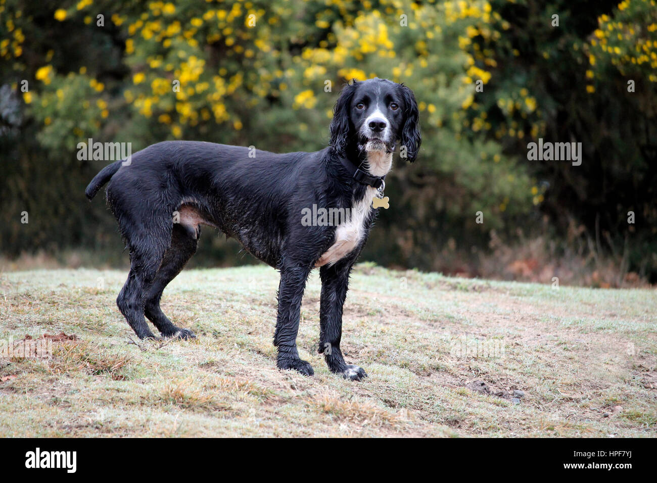 Chien Noir et blanc dans un champ Banque D'Images