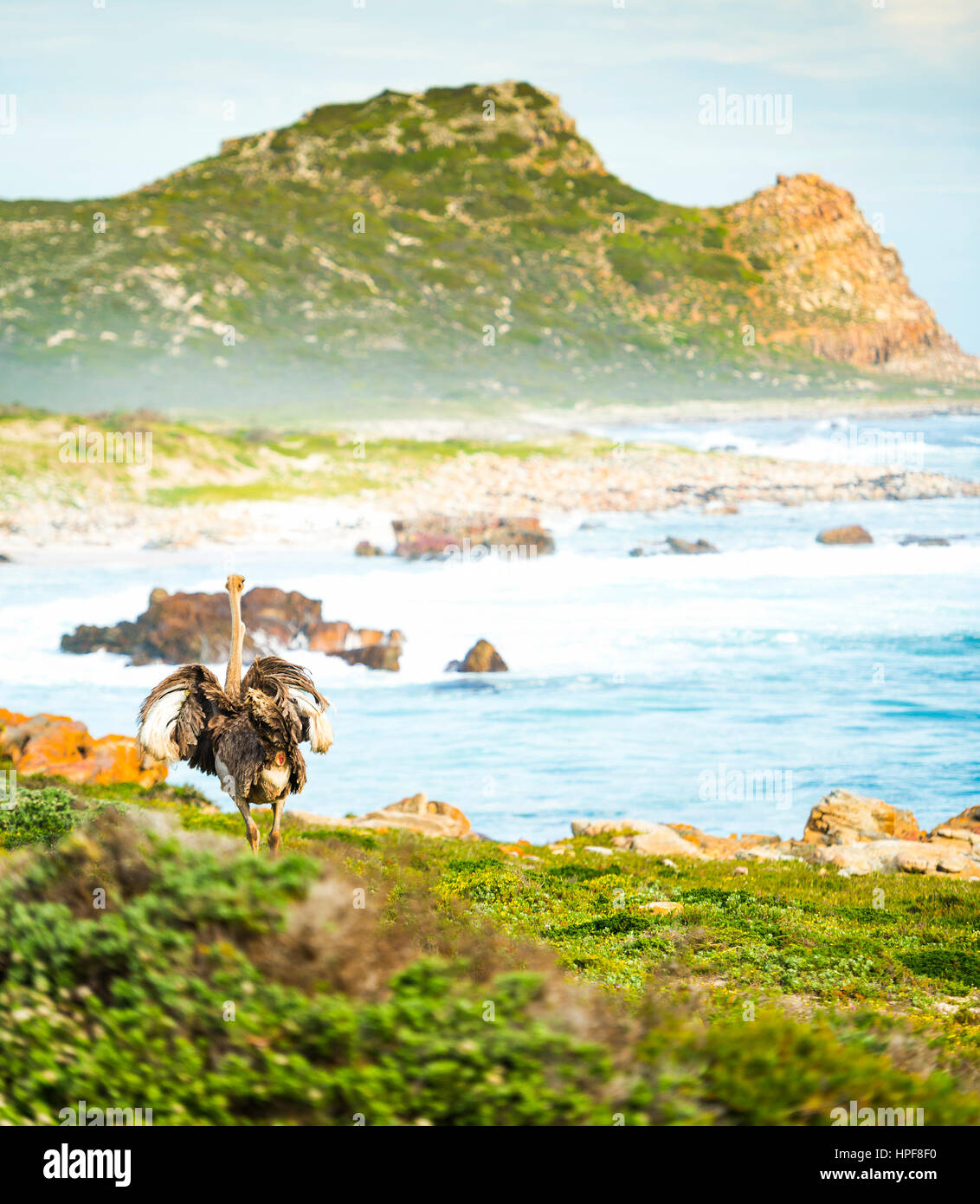 Autruche court le long du Cap de Bonne Espérance, péninsule du Cap, Afrique du Sud Banque D'Images