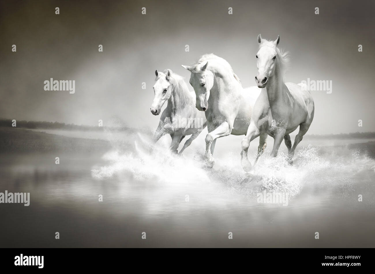 Troupeau de chevaux blancs qui traversent l'eau. Image peut être utilisé pour le fond, bannière web, matériel de promotion, publicité, impression de toile. Banque D'Images