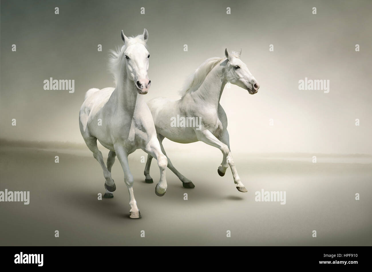 Chevaux blancs isolé sur fond élégant. Image peut être utilisé pour le fond, bannière web, matériel promotionnel, publicité, impression de toile. Banque D'Images