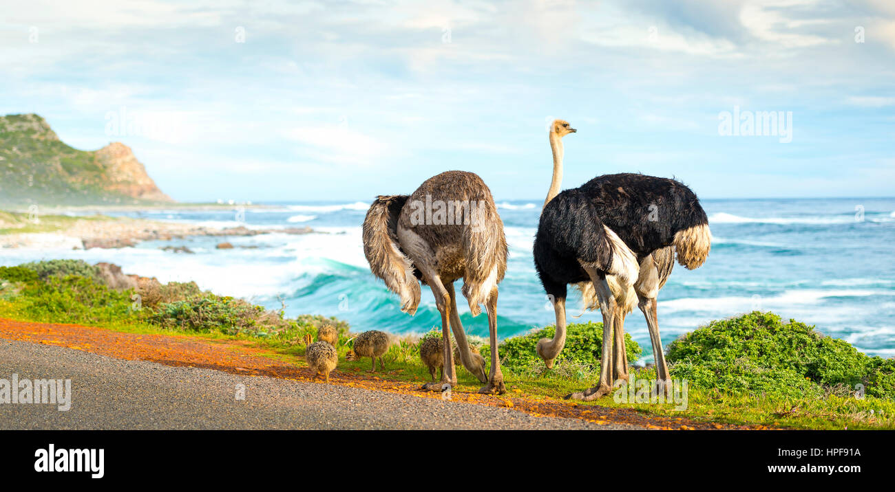 Panorama de la famille d'autruche le long du Cap de Bonne Espérance, péninsule du Cap, Afrique du Sud Banque D'Images