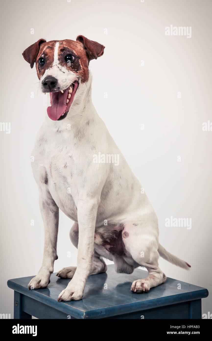 Jack Russell Terrier on white background studio Banque D'Images