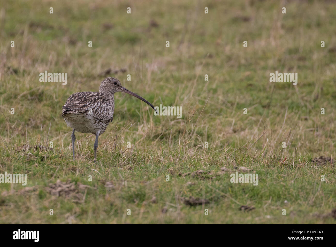 Courlis cendré (Numenius arquata) à la recherche de nourriture dans un champ Banque D'Images
