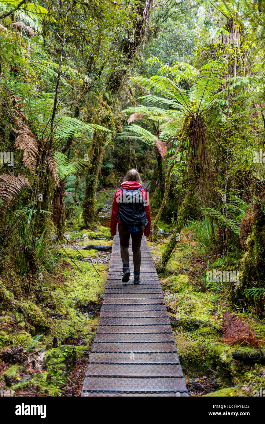 Randonneur sur promenade à travers les forêts tropicales sur le lac Matheson, Fox Glacier, West Coast, Southland, Nouvelle-Zélande Banque D'Images