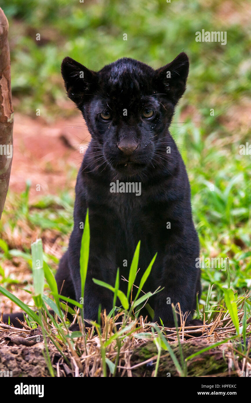 Bebe Jaguar Banque D Image Et Photos Alamy