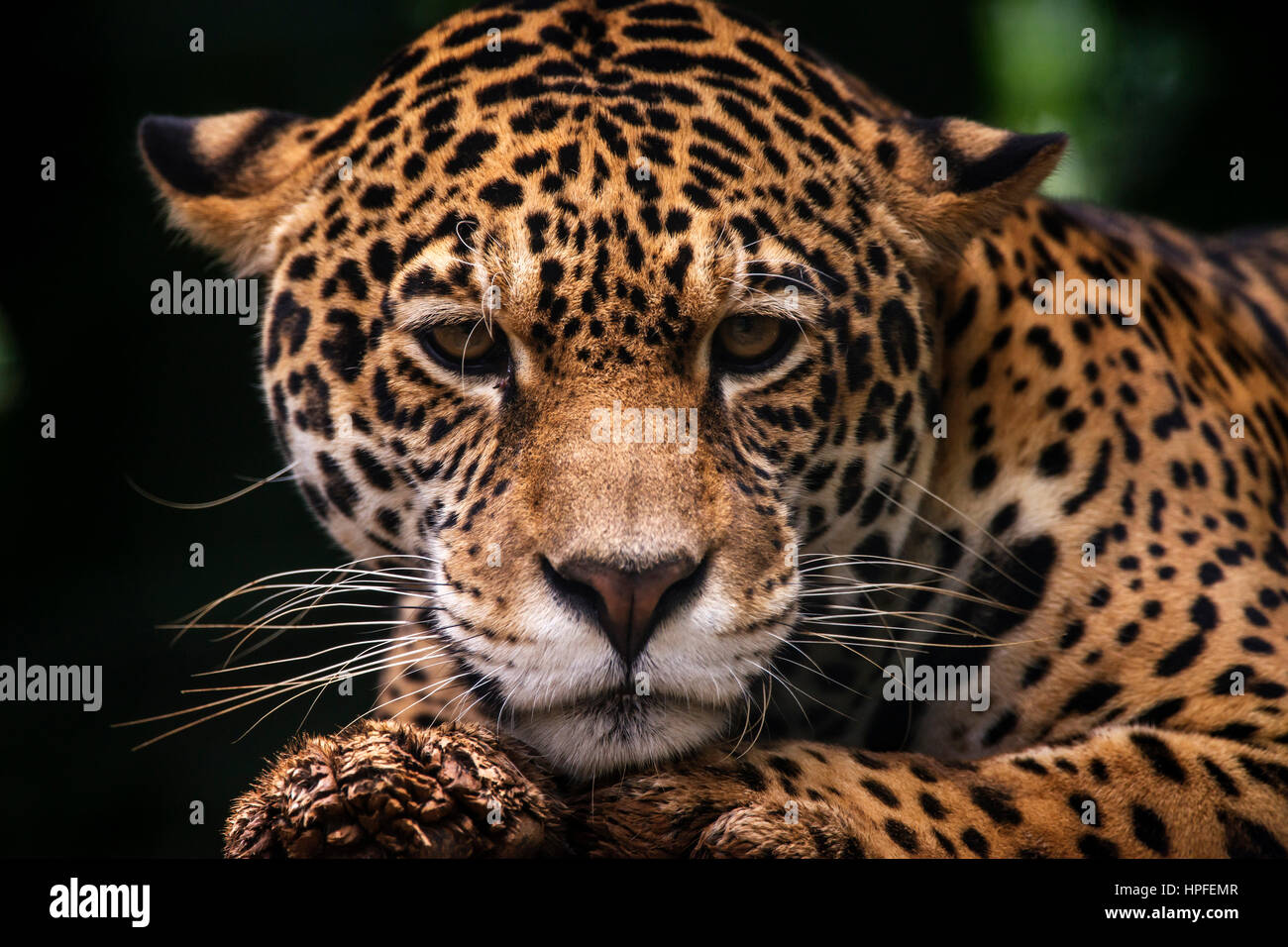 Jaguar (Panthera onca), en captivité, à un centre de réadaptation, les chats sauvages photographiés dans Goiais, au Brésil. Biome Cerrado. Banque D'Images