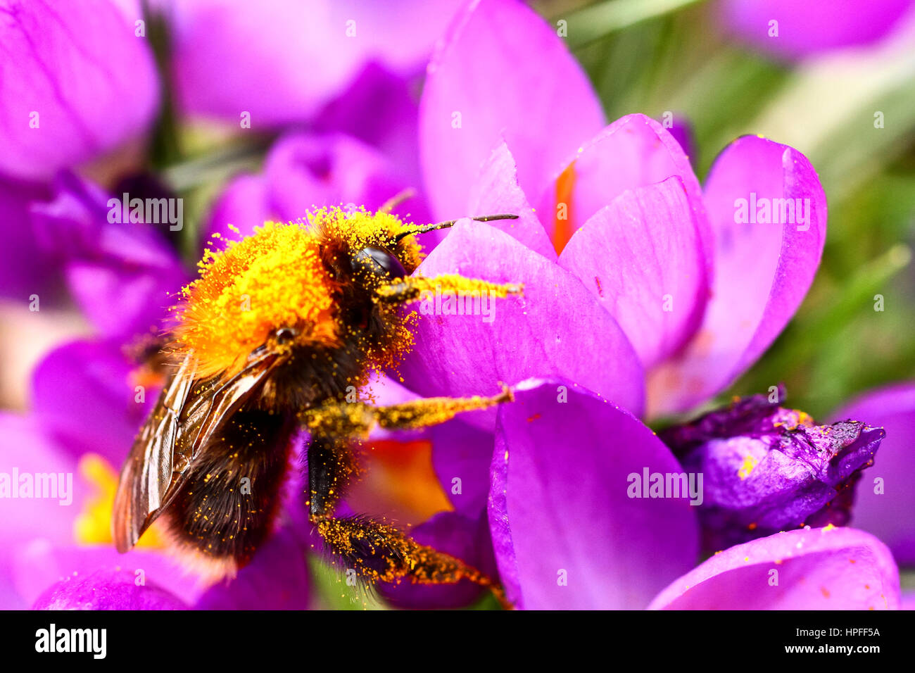 Leeds, UK. 21 février 2017. Des tempêtes avec Doris Prévision pour jeudi cette abeille prenait l'occasion de recueillir le pollen de fleurs crocus en fleurs nouvellement à Kirkstall Abbey près de Leeds, West Yorkshire. L'abeille doit être un des premiers à sortir de l'hibernation de cette année. Prises le 21 février 2017 à Leeds, West Yorkshire. Crédit : Andrew Gardner/Alamy Live News Banque D'Images