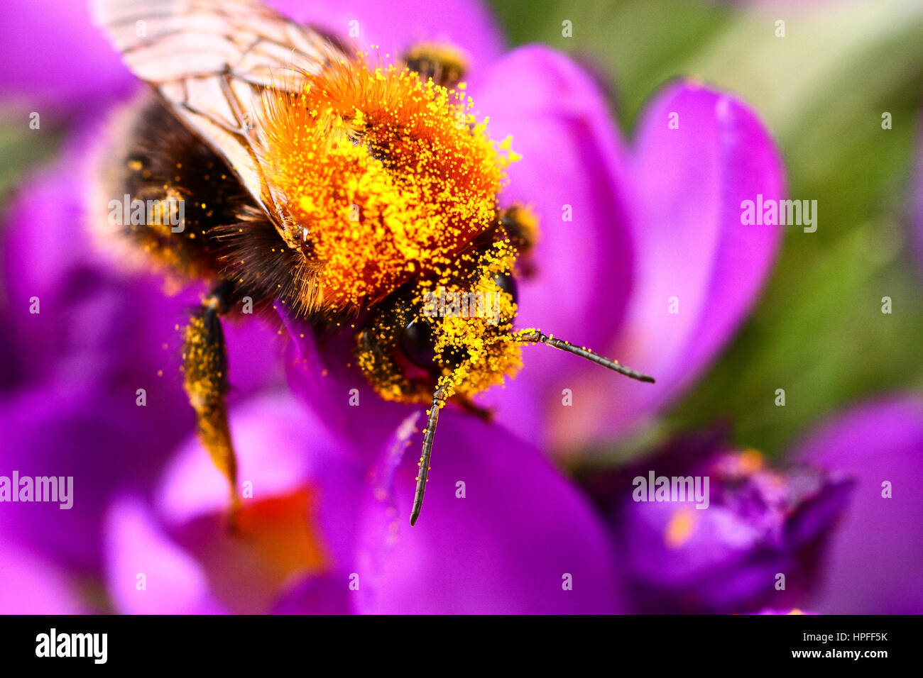 Leeds, UK. 21 février 2017. Des tempêtes avec Doris Prévision pour jeudi cette abeille prenait l'occasion de recueillir le pollen de fleurs crocus en fleurs nouvellement à Kirkstall Abbey près de Leeds, West Yorkshire. L'abeille doit être un des premiers à sortir de l'hibernation de cette année. Prises le 21 février 2017 à Leeds, West Yorkshire. Crédit : Andrew Gardner/Alamy Live News Banque D'Images