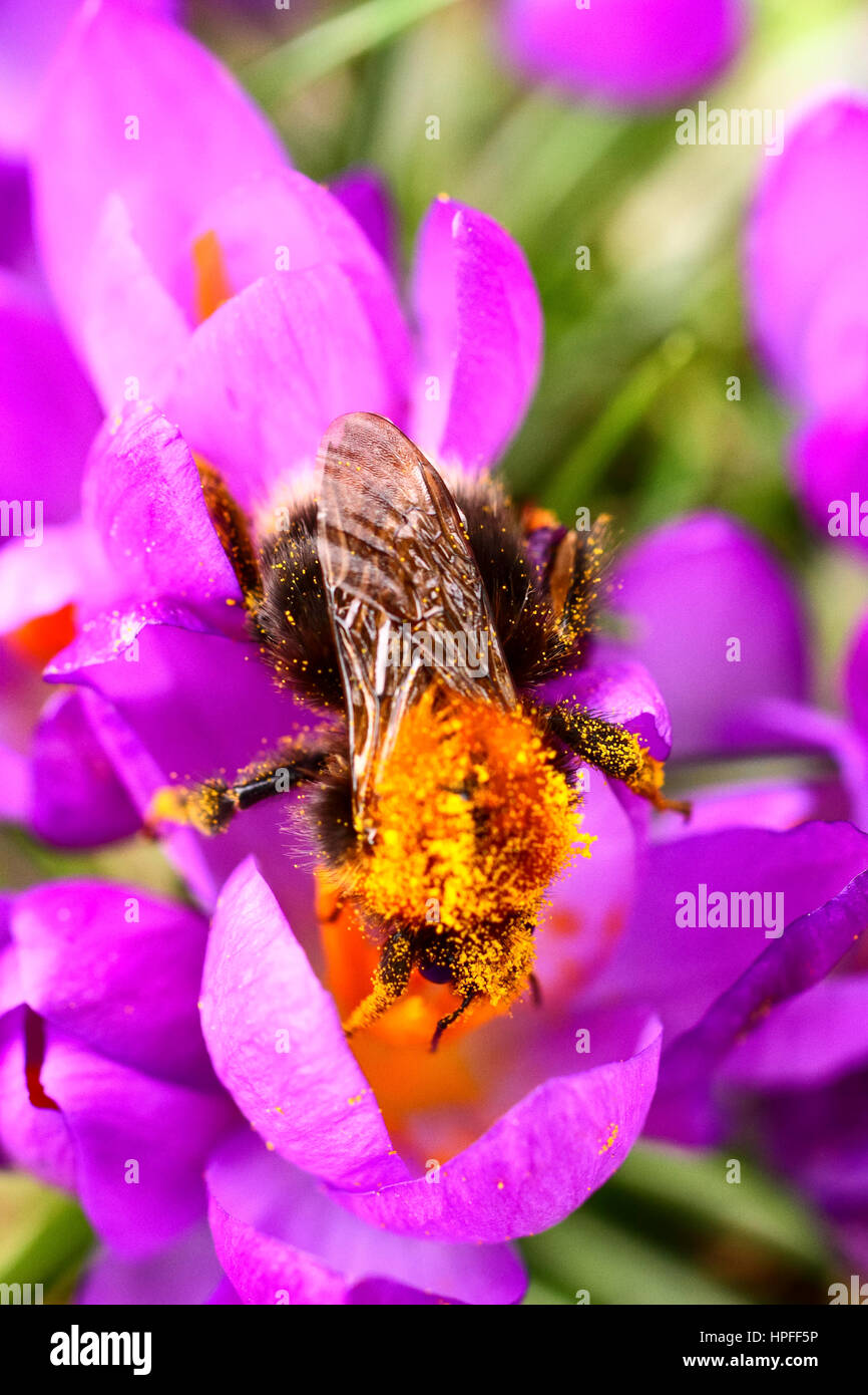 Leeds, UK. 21 février 2017. Des tempêtes avec Doris Prévision pour jeudi cette abeille prenait l'occasion de recueillir le pollen de fleurs crocus en fleurs nouvellement à Kirkstall Abbey près de Leeds, West Yorkshire. L'abeille doit être un des premiers à sortir de l'hibernation de cette année. Prises le 21 février 2017 à Leeds, West Yorkshire. Crédit : Andrew Gardner/Alamy Live News Banque D'Images