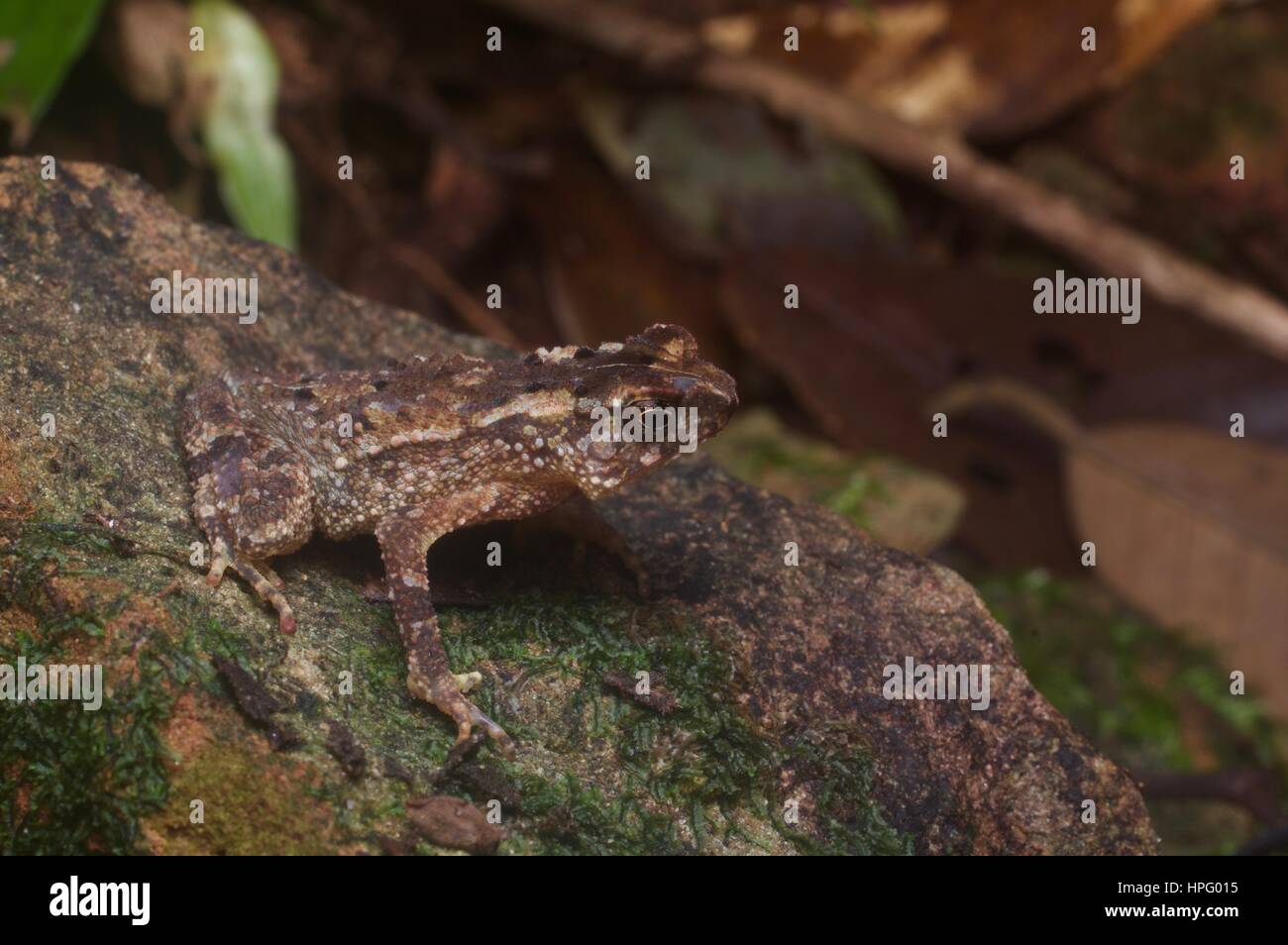 Un jeune crapaud à crête (Ingerophrynus divergens) sur un rocher moussu dans la forêt tropicale à Kubah National Park, Sarawak, l'Est de la Malaisie, Bornéo Banque D'Images