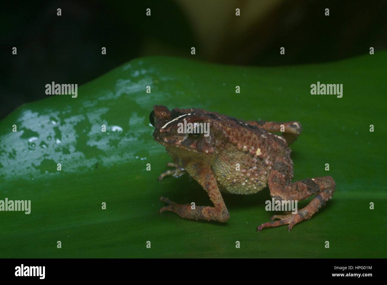 Un Crapaud (Ingerophrynus Gollum gollum) sur une feuille dans la forêt tropicale dans la région de Ulu Yam, Selangor, Malaisie Banque D'Images