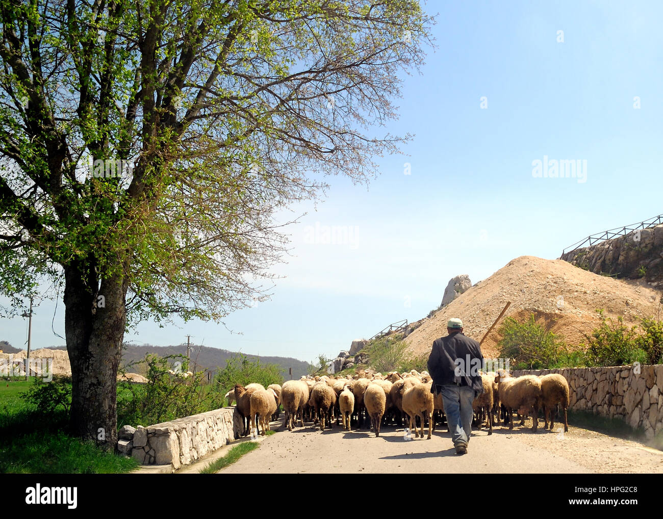 Campanie, Italie. Un troupeau pendant la transhumance des plaines aux pâturages de montagne. Un troupeau de moutons transhumants, sur le chemin des pâturages de montagne de Matese, Banque D'Images