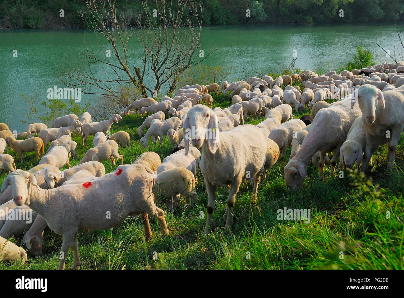 Veneto, Italie. Un troupeau au cours de la transhumance depuis les plaines de pâturages de montagne. Un troupeau de moutons transhumants, sur le chemin de l'alpage-terres, Banque D'Images