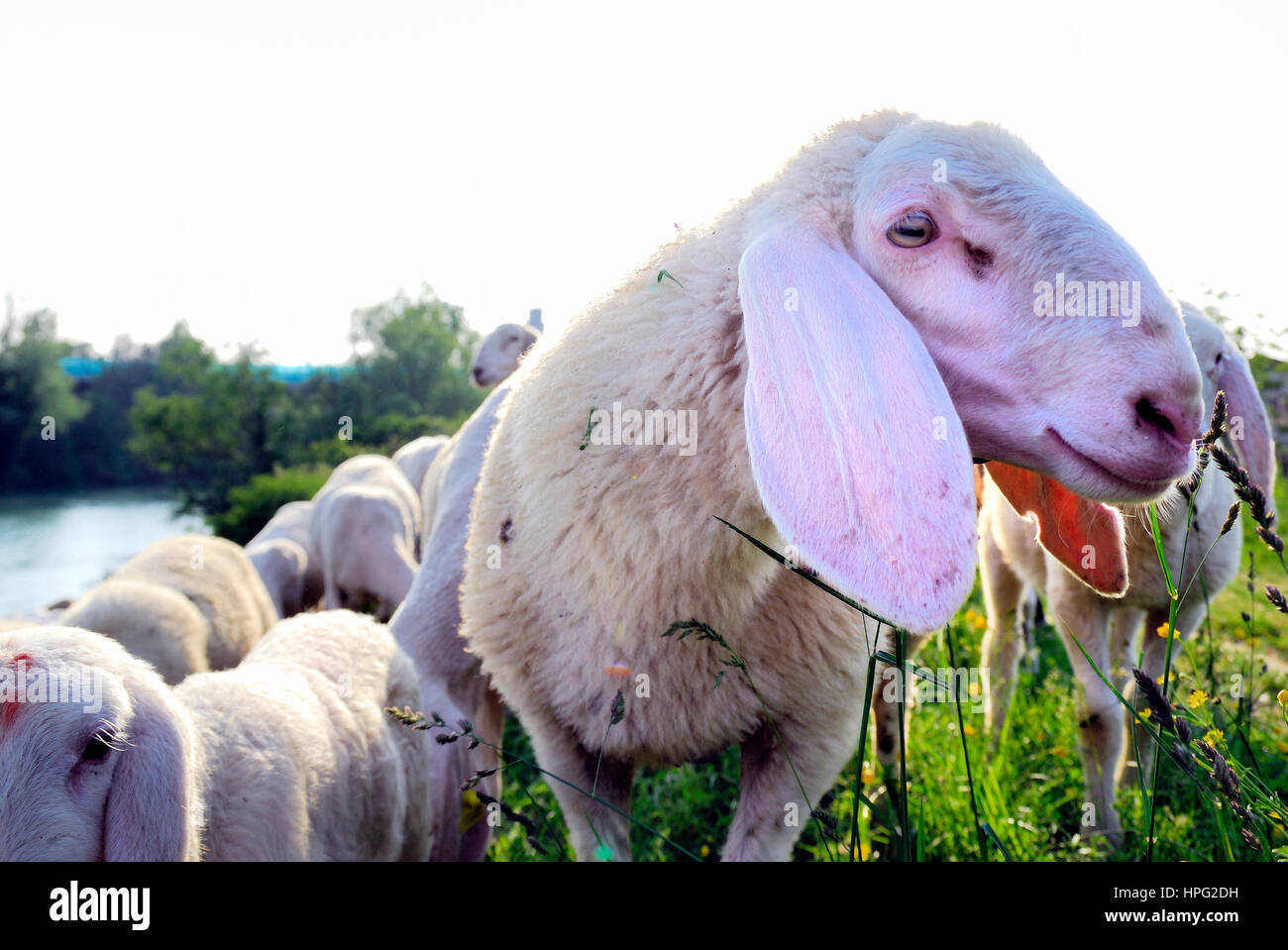 Veneto, Italie. Un troupeau au cours de la transhumance depuis les plaines de pâturages de montagne. Un troupeau de moutons transhumants, sur le chemin de l'alpage-terres, Banque D'Images