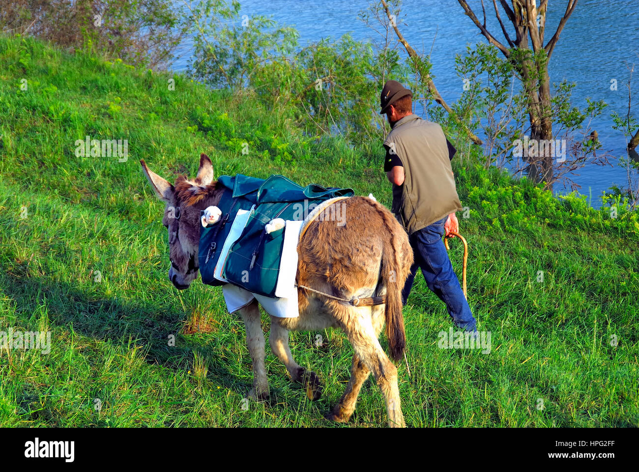 Veneto, Italie. Avec un âne dans sa sacoche de selle d'agneau et Berger sur la rive du fleuve Brenta au cours de la transhumance. Un troupeau de moutons transhumants, sur le chemin de l'alpage-terres, Banque D'Images