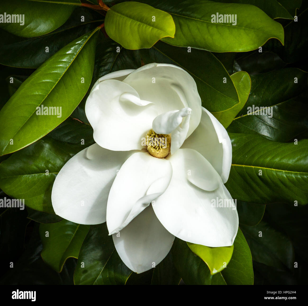 Magnolia flower close up vert feuilles fond sombre Banque D'Images