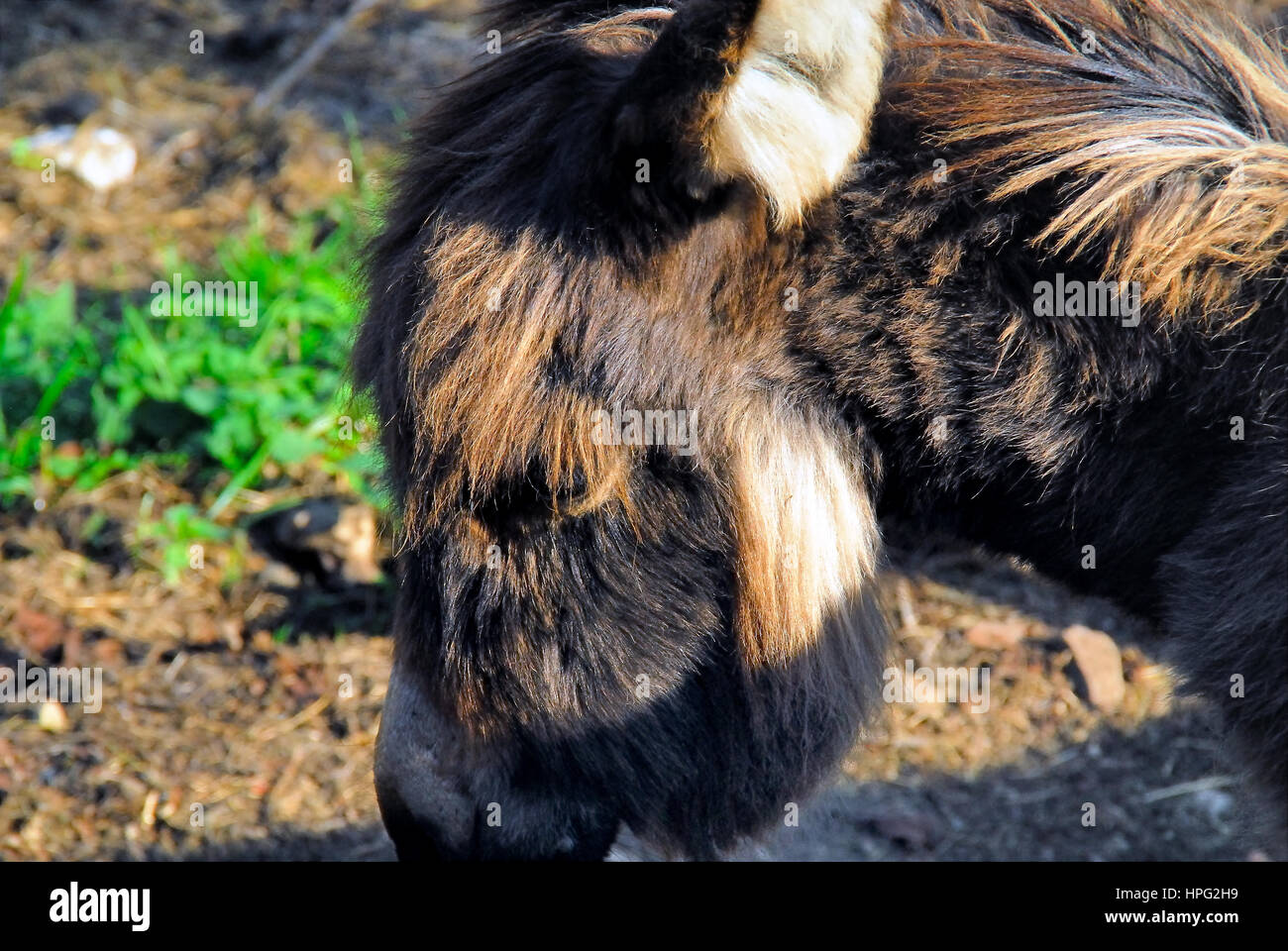 Dwarf donkey Banque de photographies et d’images à haute résolution - Alamy