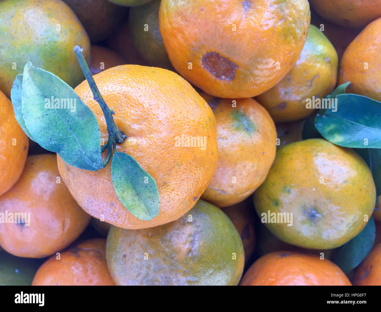 Népal la chaux ou mandarin orange sur l'écran. Banque D'Images