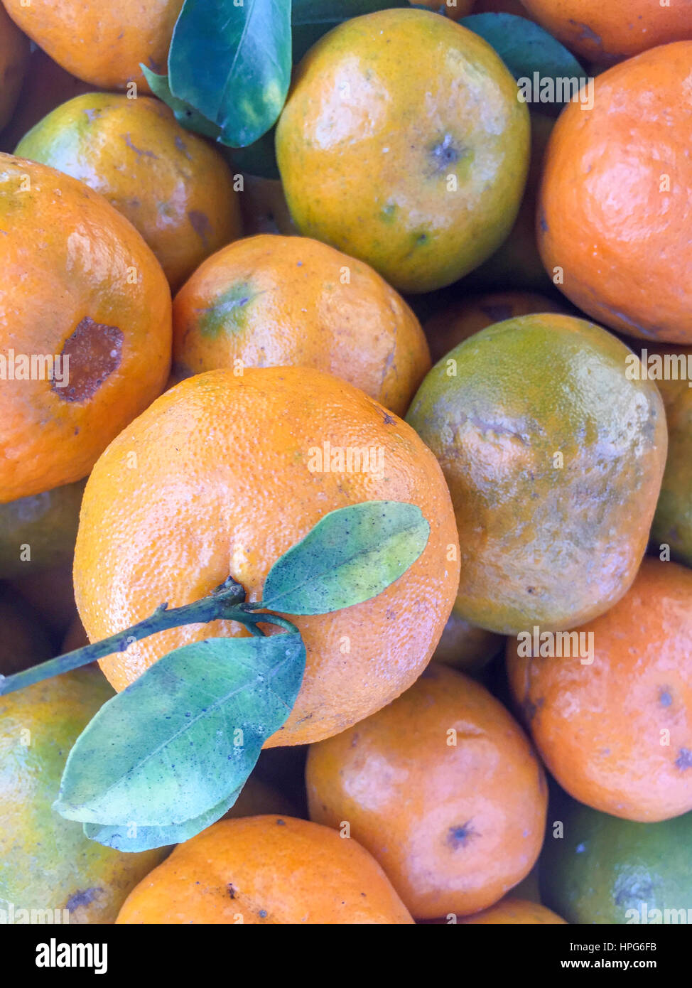 Népal la chaux ou mandarin orange sur l'écran. Banque D'Images