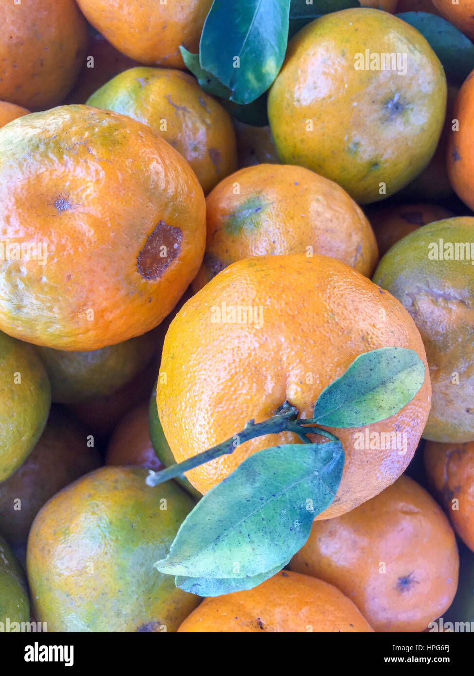 Népal la chaux ou mandarin orange sur l'écran. Banque D'Images