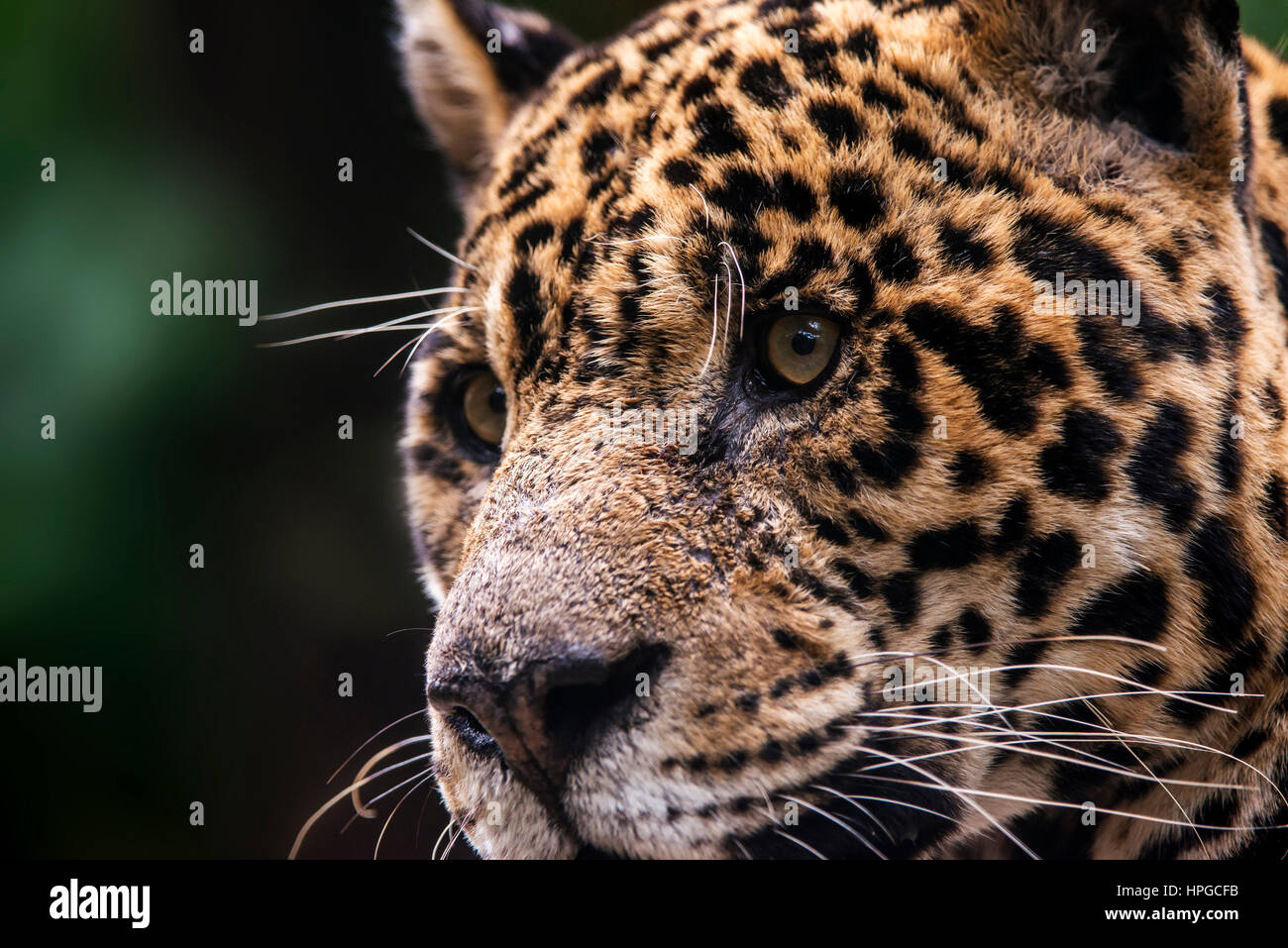 Jaguar (Panthera onca), en captivité, à un centre de réadaptation, les chats sauvages photographiés dans Goiais, au Brésil. Biome Cerrado. Banque D'Images
