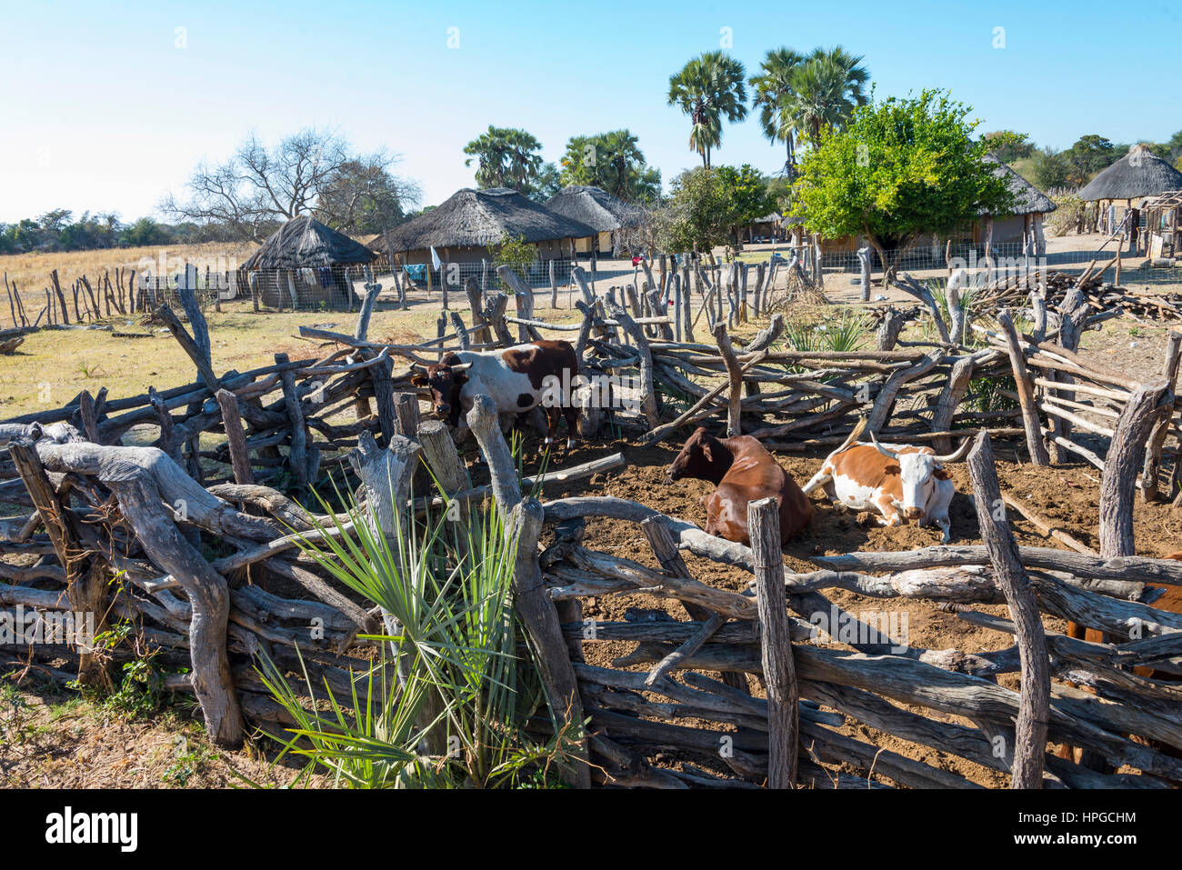 Les bovins sont vus dans un Boma dans Thsolotsho du Zimbabwe, près du parc national de Hwange. Banque D'Images