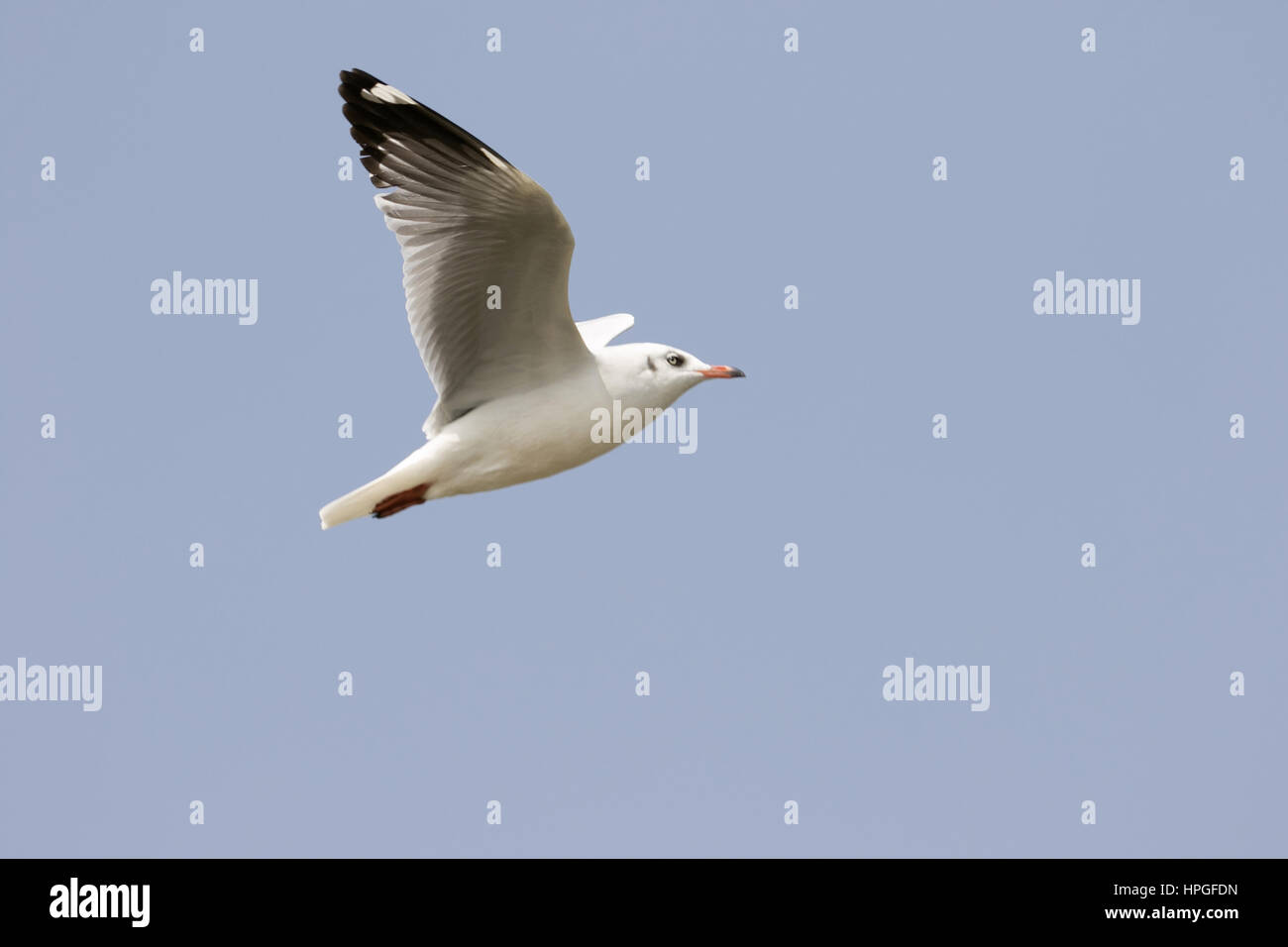Gros plan du seagull flying, Ujjani Bhigwan des mares, barrages, Maharashtra, Inde Banque D'Images
