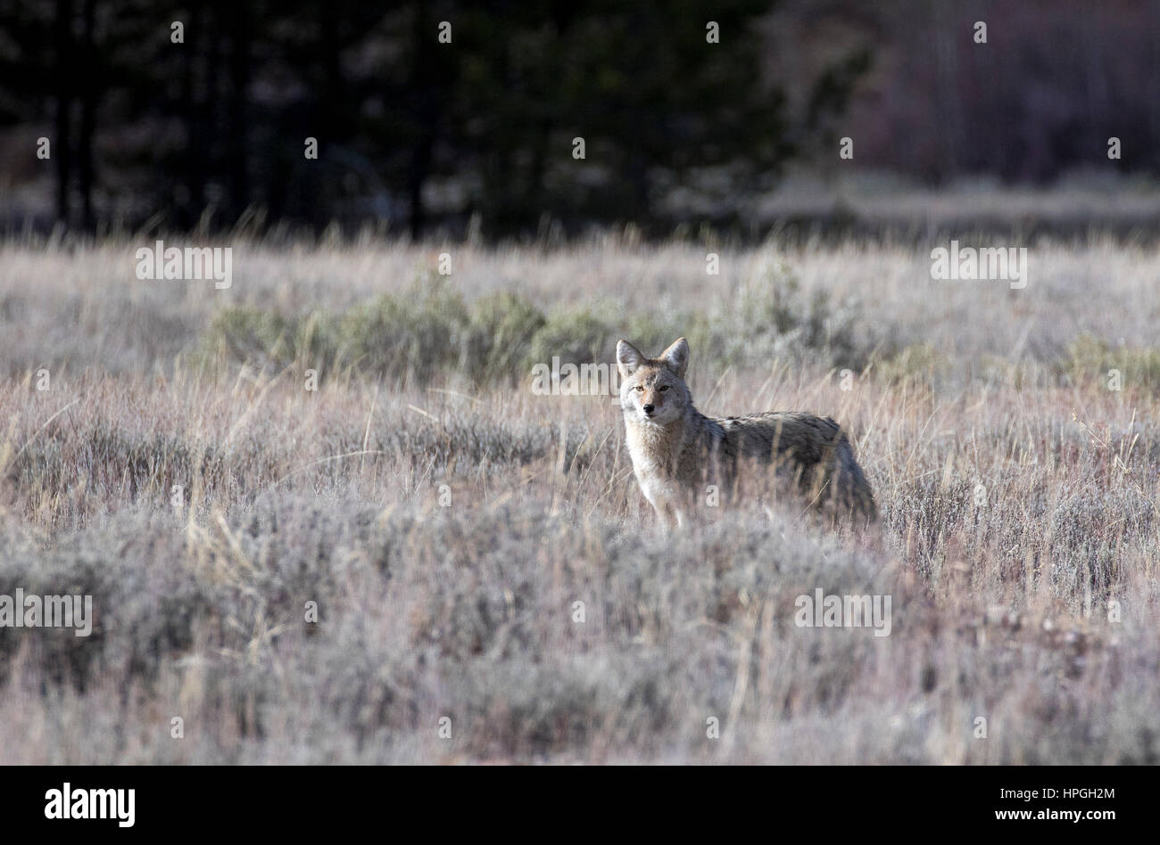Le coyote chasse dans l'herbe et les armoises en automne Banque D'Images
