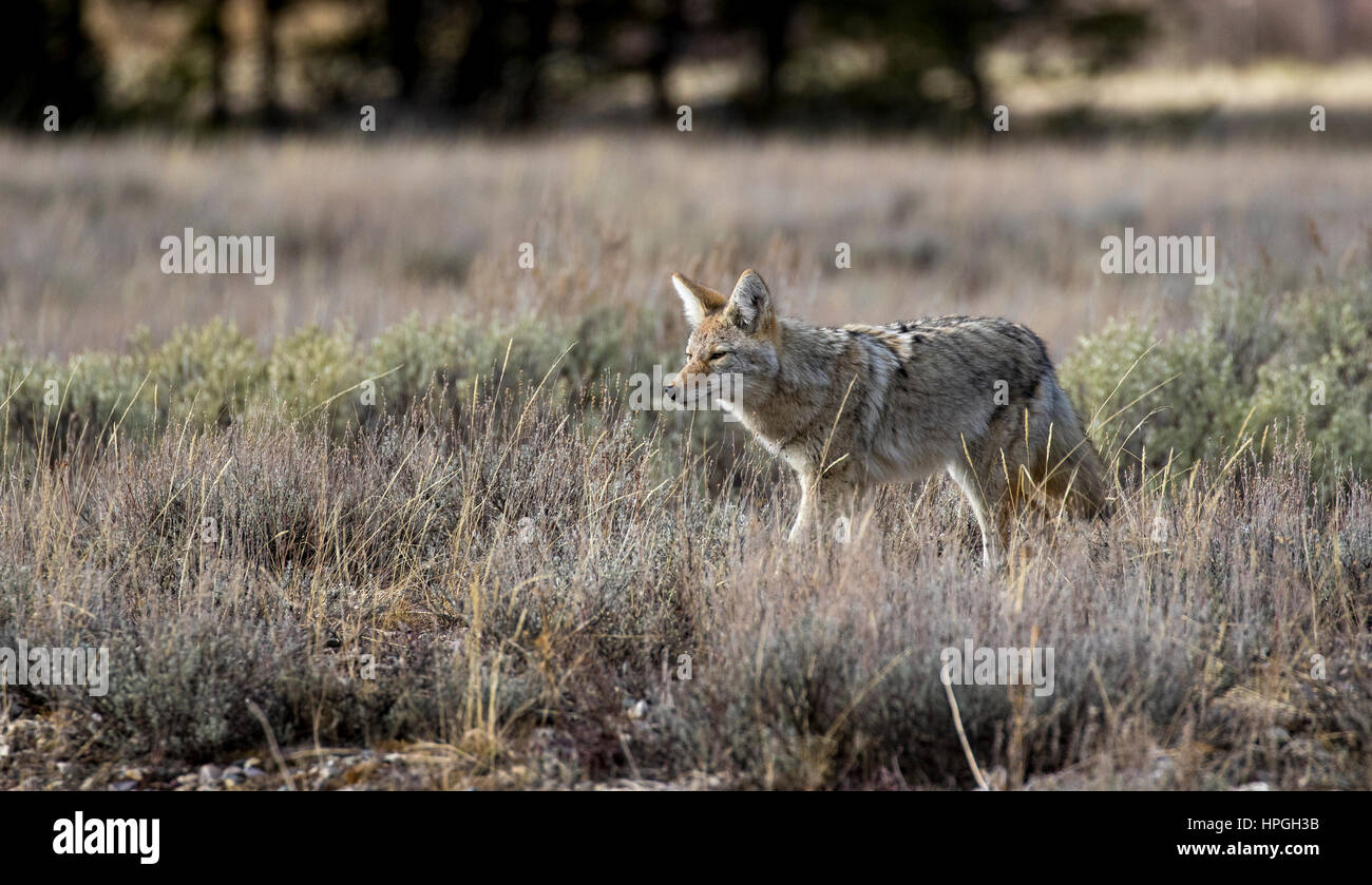 Coyote la chasse à des fins alimentaires dans la prairie d'herbe et les armoises Banque D'Images