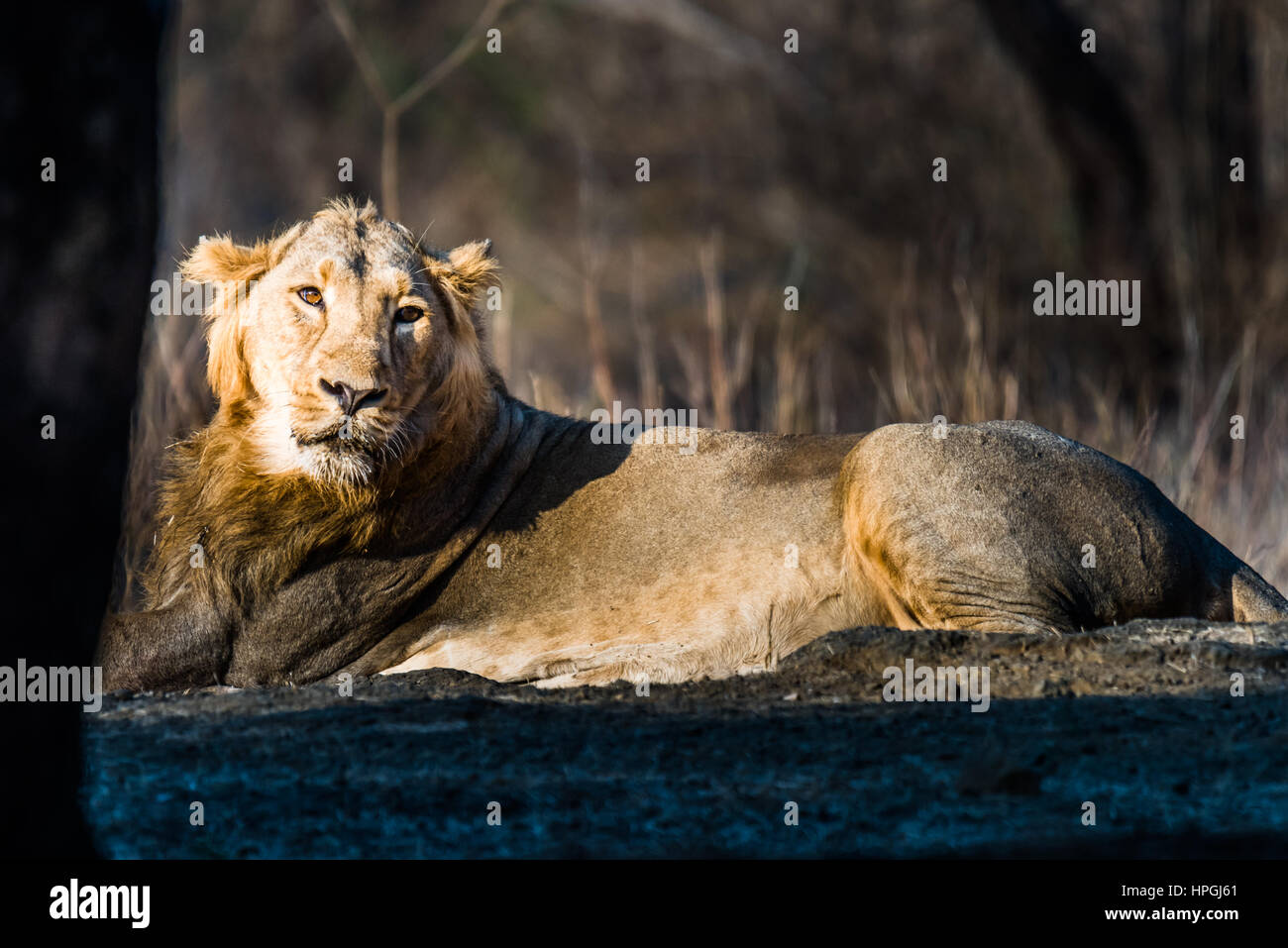 Asiatic Lion reposant Banque D'Images