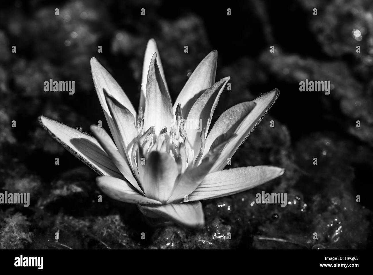 Lily étang ou d'un concept en noir et blanc Banque D'Images